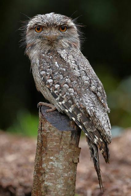 นก
