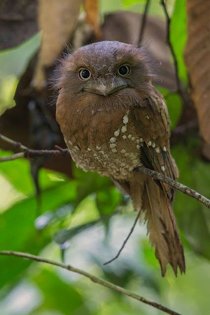 นก