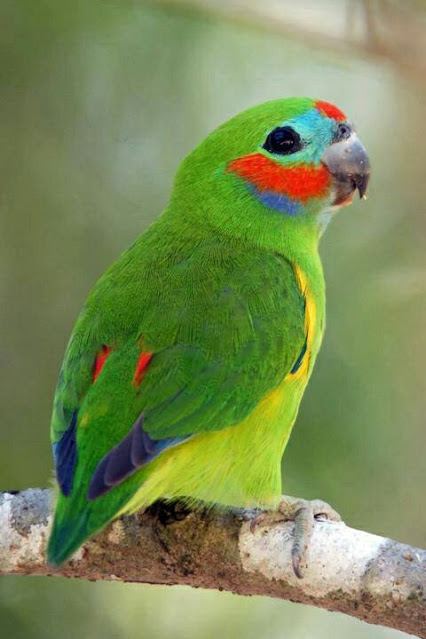 นก
