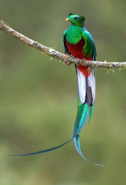 นก