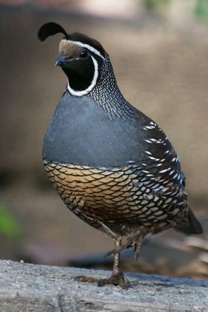 นก