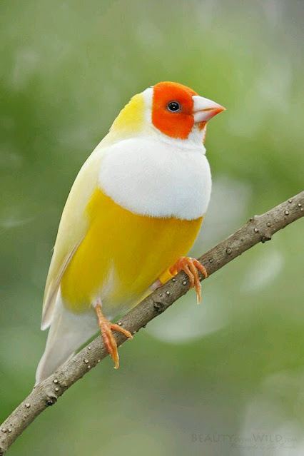 นก