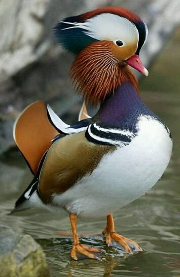 นก