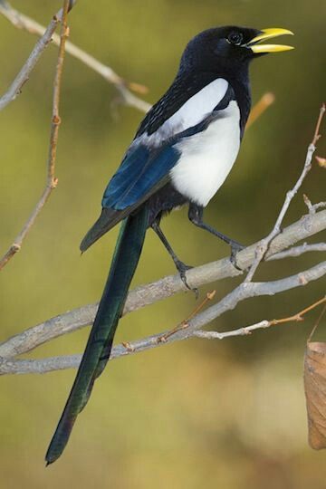 นก