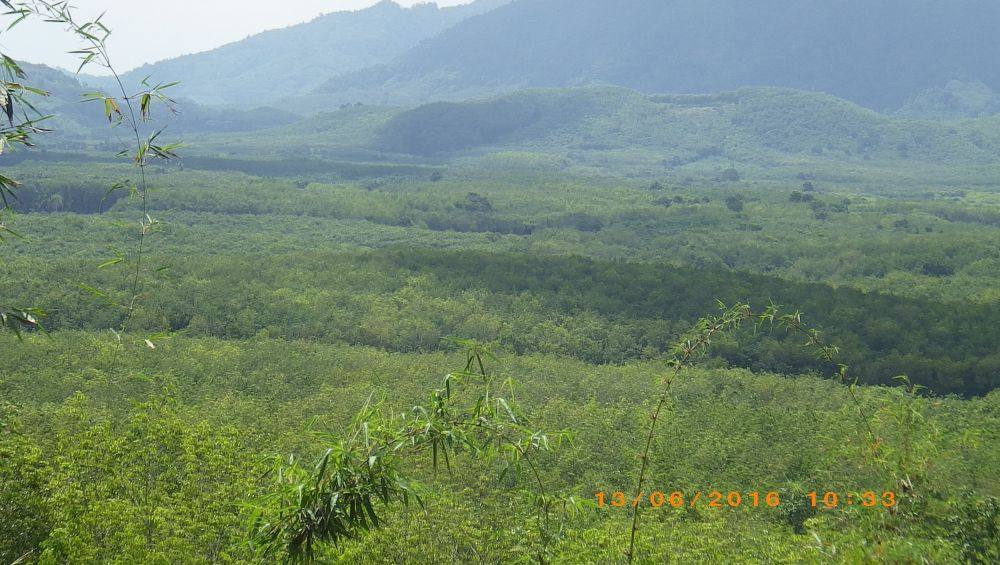 พื้นที่สวนยาง ด้านล่าง