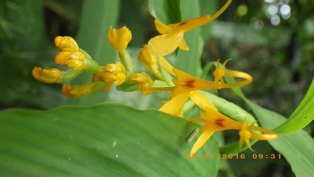 พืชป่า (ภาคใต้)