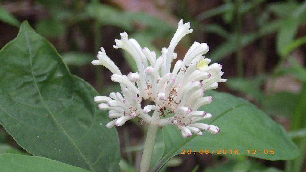 พืชป่า (ภาคใต้)