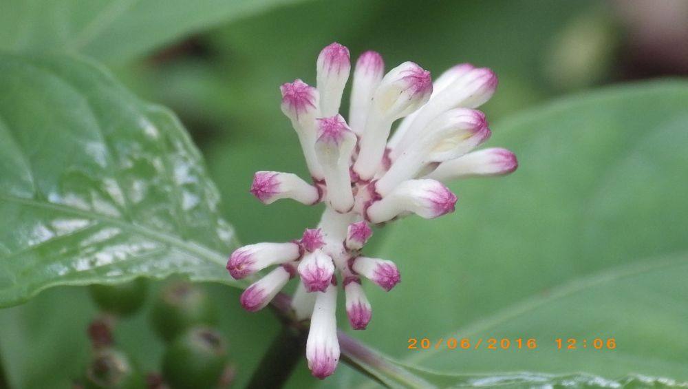พืชป่า (ภาคใต้)