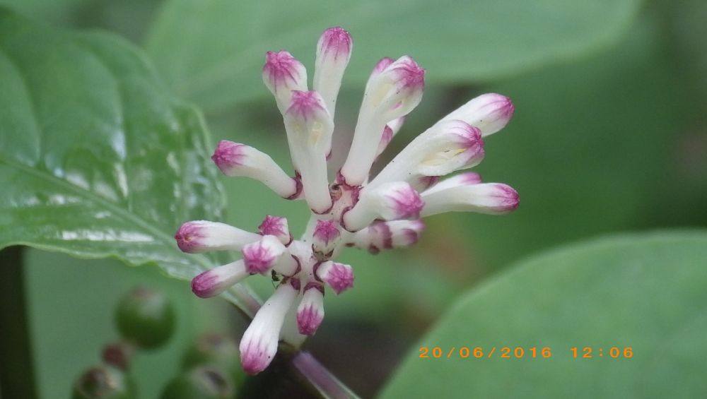 พืชป่า (ภาคใต้)