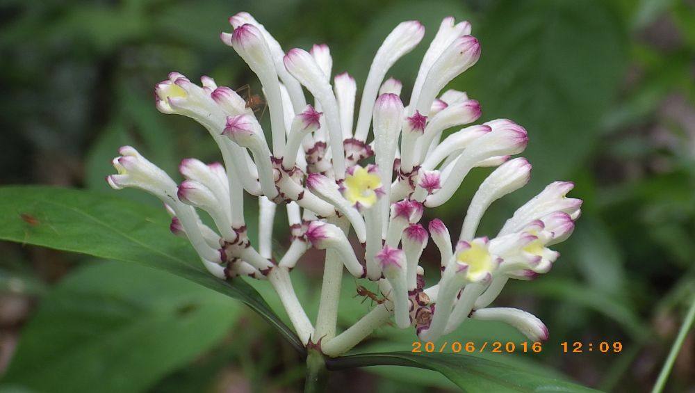 พืชป่า (ภาคใต้)