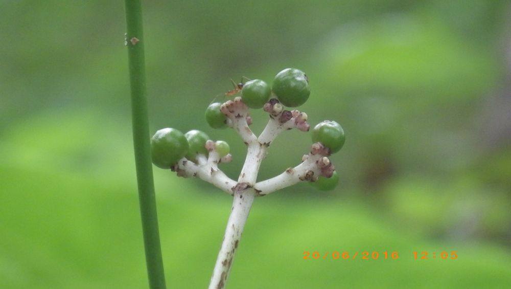 พืชป่า (ภาคใต้)