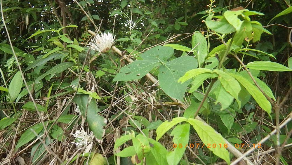 พืชป่า (ภาคใต้)