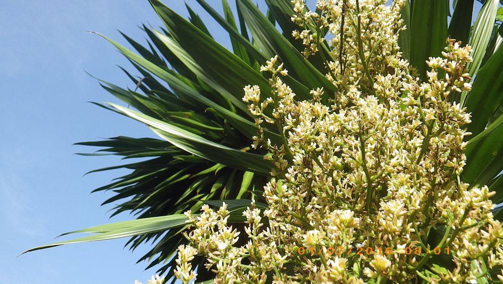 จันทร์ผา