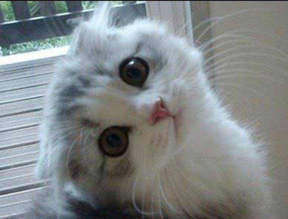 แอ๊บแบ๊ว