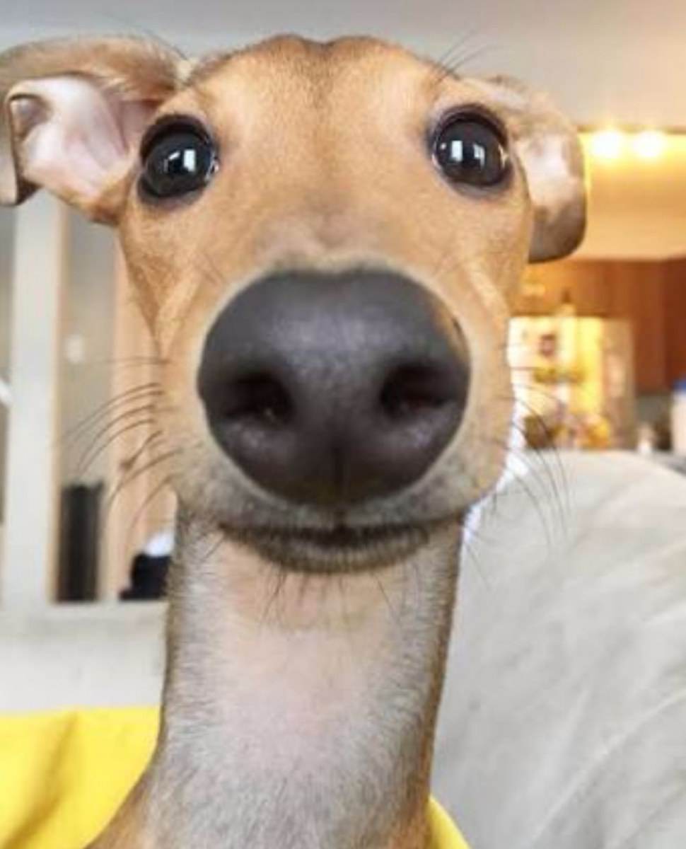 แอ๊บแบ๊ว