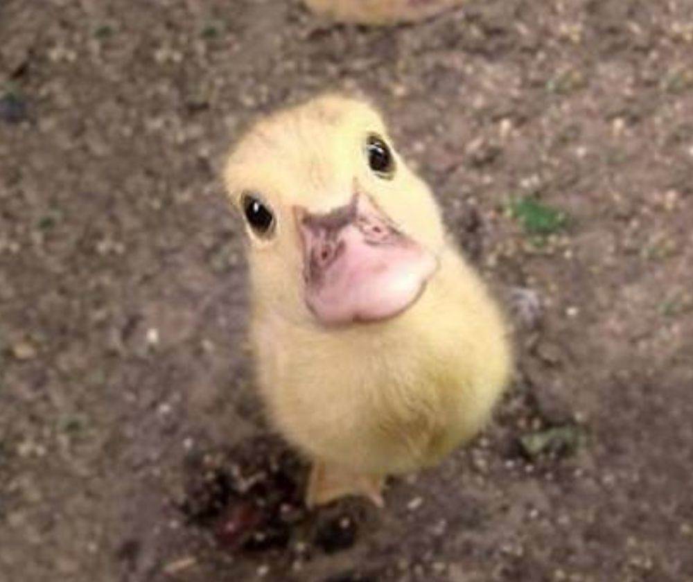 แอ๊บแบ๊ว