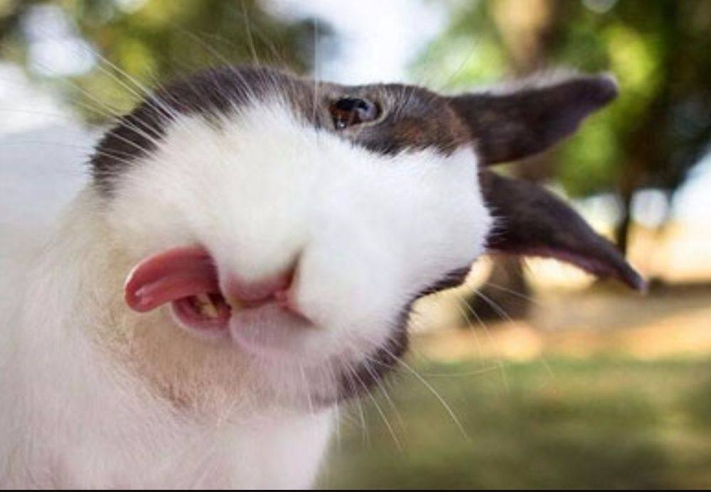 แอ๊บแบ๊ว