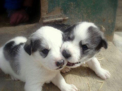 นก+หมา