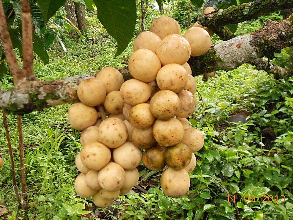 ลองกอง ผลสุก รสหวานเย็น เมล็ดมีน้อย