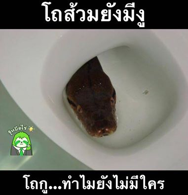 คำคมของคนโสดอย่างเราๆ ทั้งโดนเท ทั้งนก รู้สึกสุข เศร้า เหงา หงอยปนกันไป