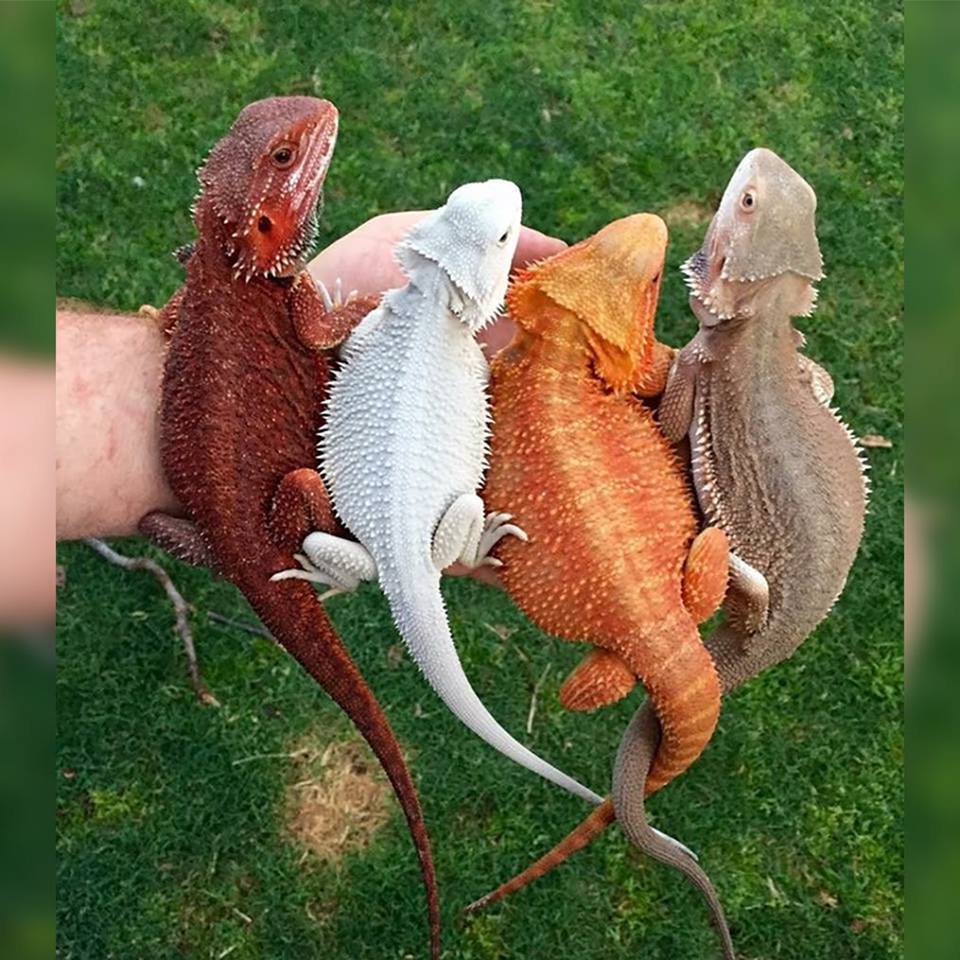 สัตว์โลกน่ารัก