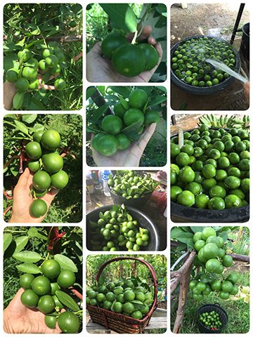 นี่ครับ....ผลผลิตผมเริ่มออกสู่ตลาดแล้ว นี่เป็นความภาคภูมิใจสำหรับชาวสวนอย่างผมมาก ปลื้มมาก