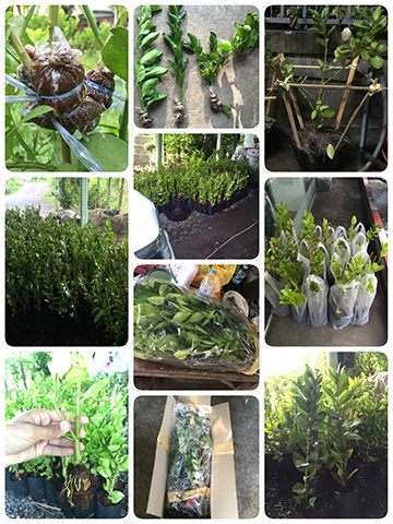 กิ่งตอนเราก็เริ่มขยายพันธุ์ส่งไปทั่วประเทศครับ