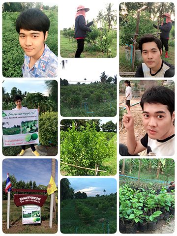 เช้าตื่นมาสิ่งแรกที่ผมทำคือ ไปเดินวนๆๆ วนไปวนมาอยู่ในสวนครับ ใส่ชุดนอนไปนั่นแหละ คนแถวนั้นเค้าชินหมดแล้ว บางทีผมอู้งานให้แม่ทำ นั่งถ่ายรูปหามุมไป 100 รูปจะใช้ได้สัก 1 รูป ฮ่าๆๆๆๆ