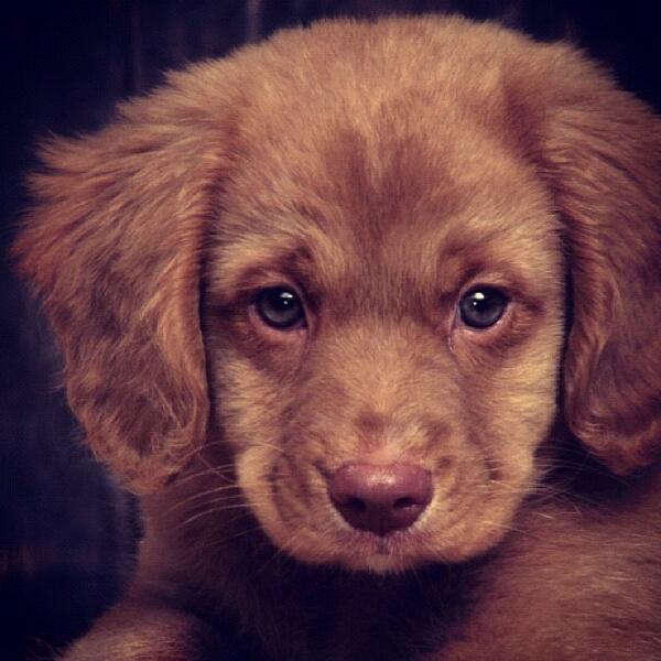น้องหมาเจ้าเก่า