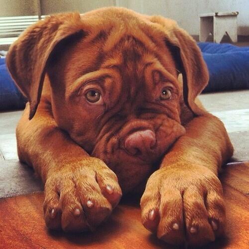 น้องหมาเจ้าเก่า