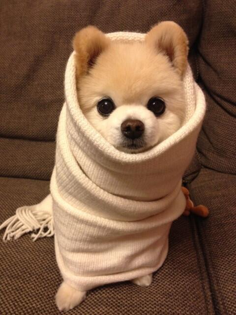 น้องหมาเจ้าเก่า