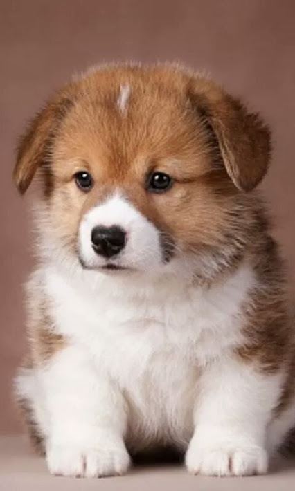 น้องหมาเจ้าเก่า