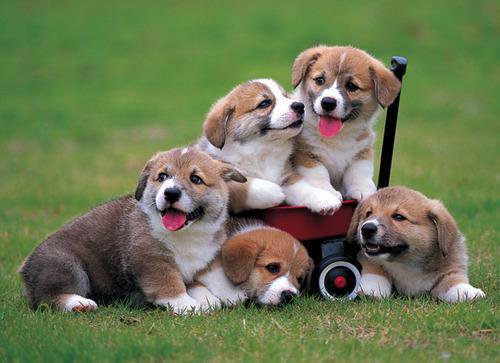 สัตว์โลกน่ารัก