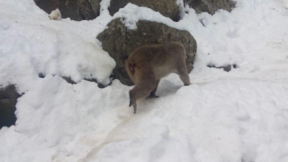Japan Winter 2016 Part 2