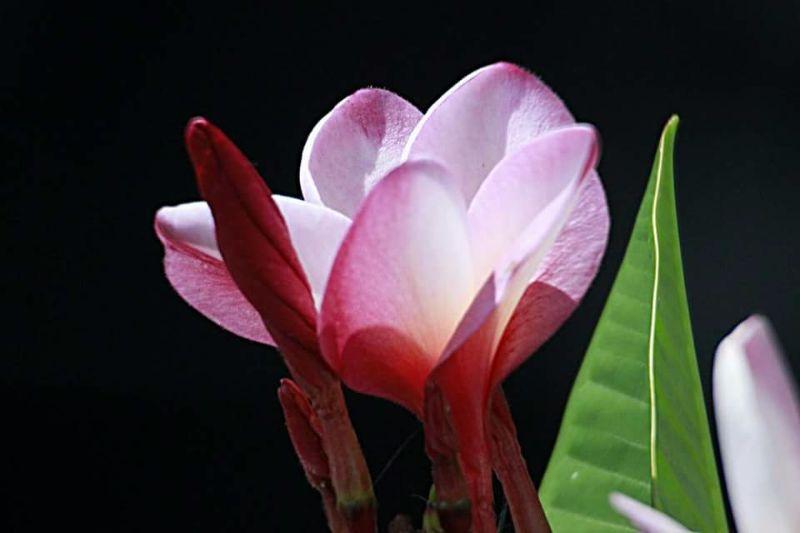 บุปผาหอม