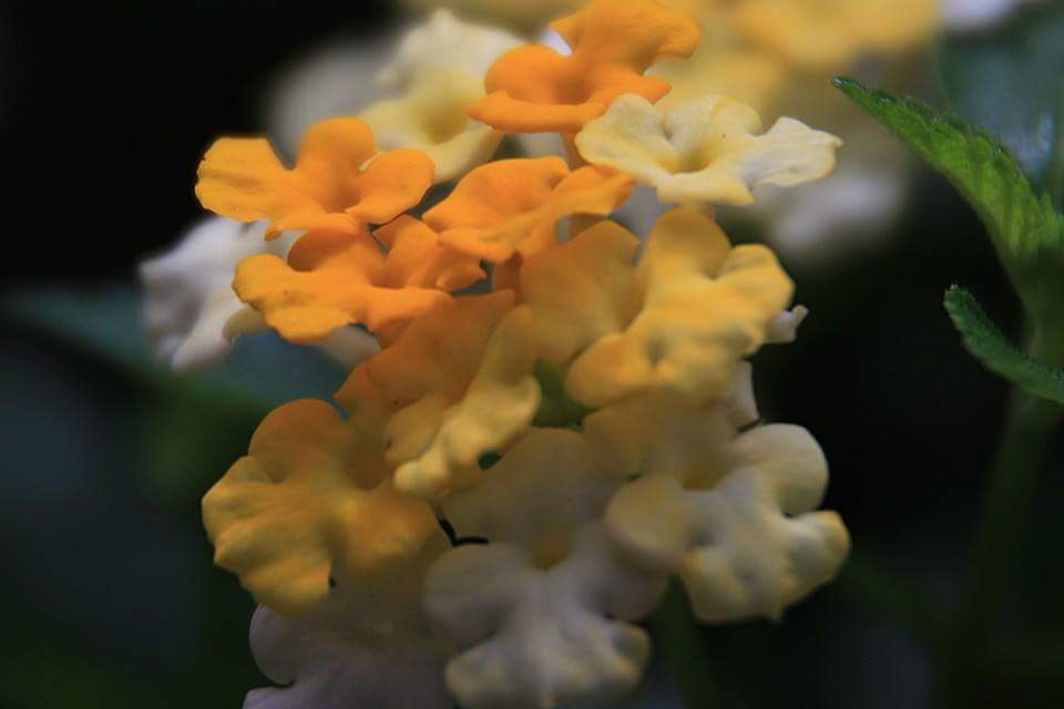เพียงหวัง