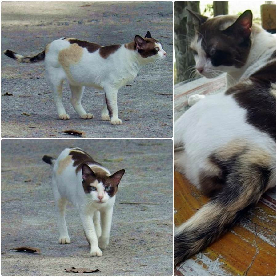 แมวไทย Cat in Thailand