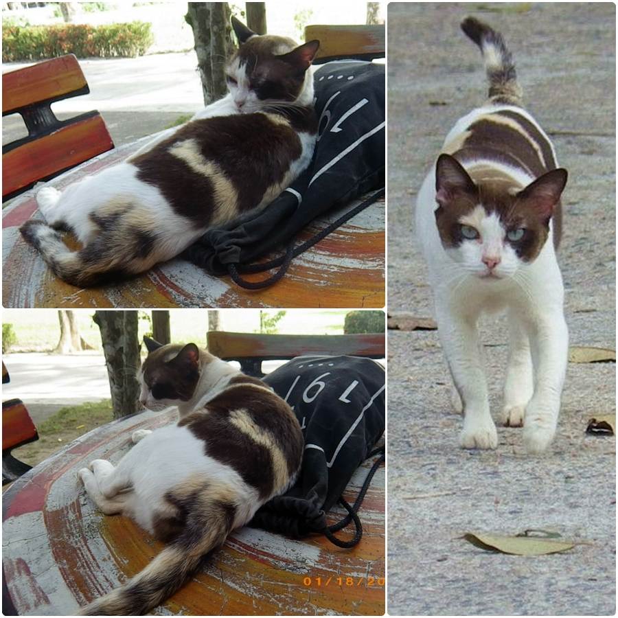 แมวไทย Cat in Thailand