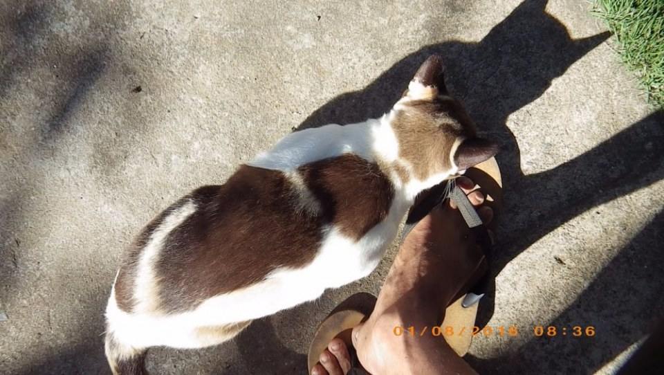 เพศเมีย