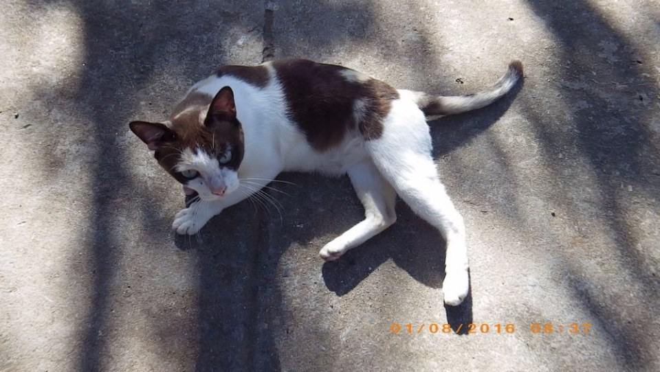 แมวไทย Cat in Thailand