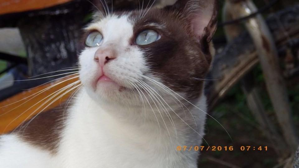 แมวไทย Cat in Thailand