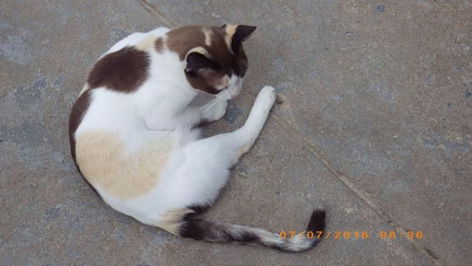 แมวไทย Cat in Thailand