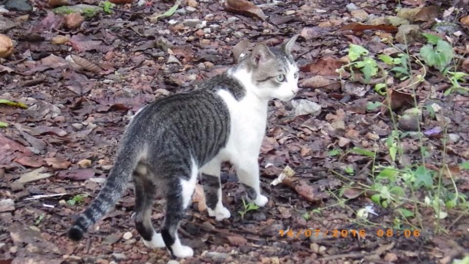 แมวไทย Cat in Thailand
