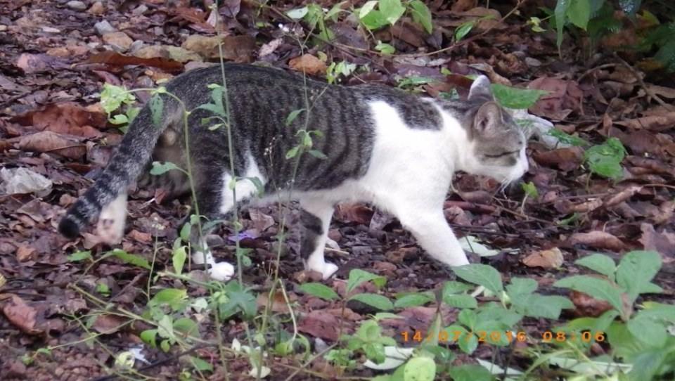 แมวไทย Cat in Thailand