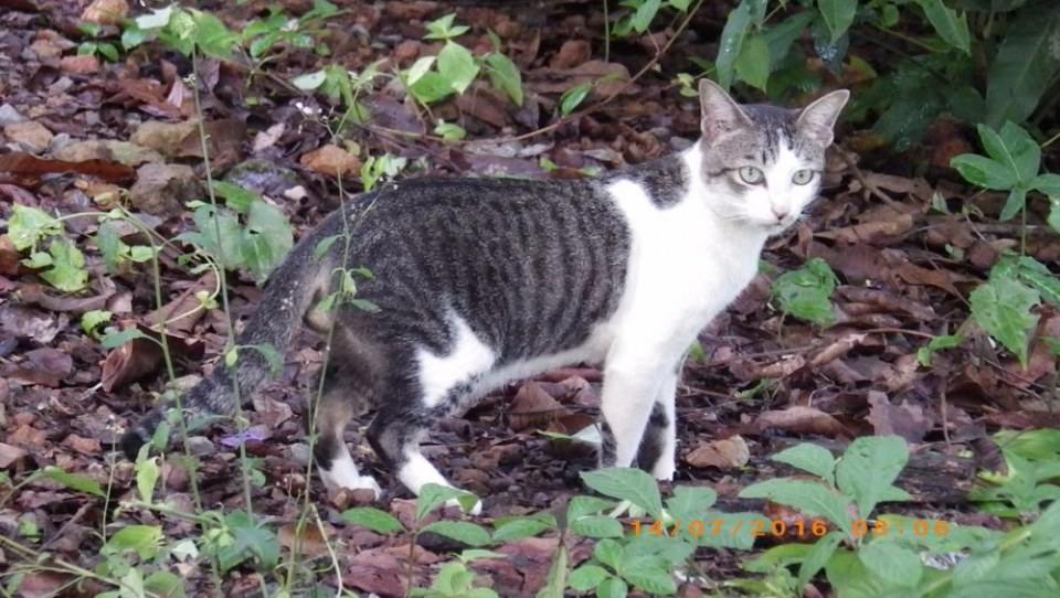 แมวไทย Cat in Thailand