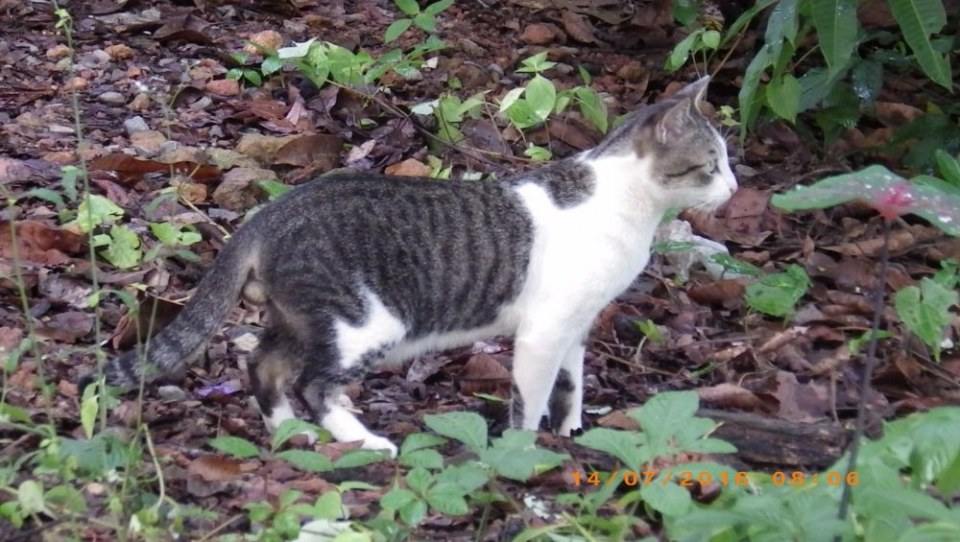 แมวไทย Cat in Thailand