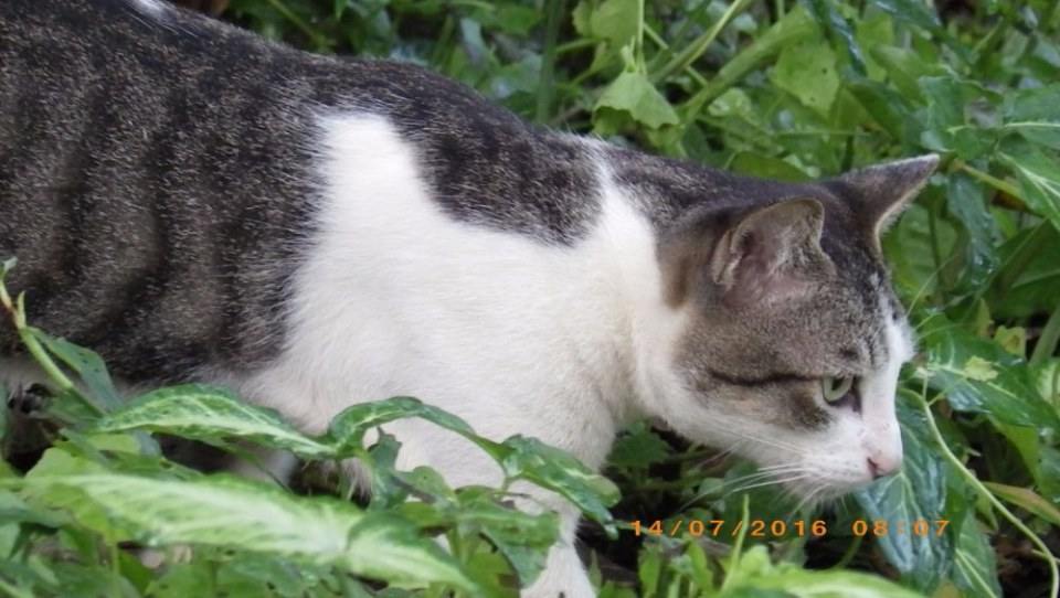 แมวไทย Cat in Thailand