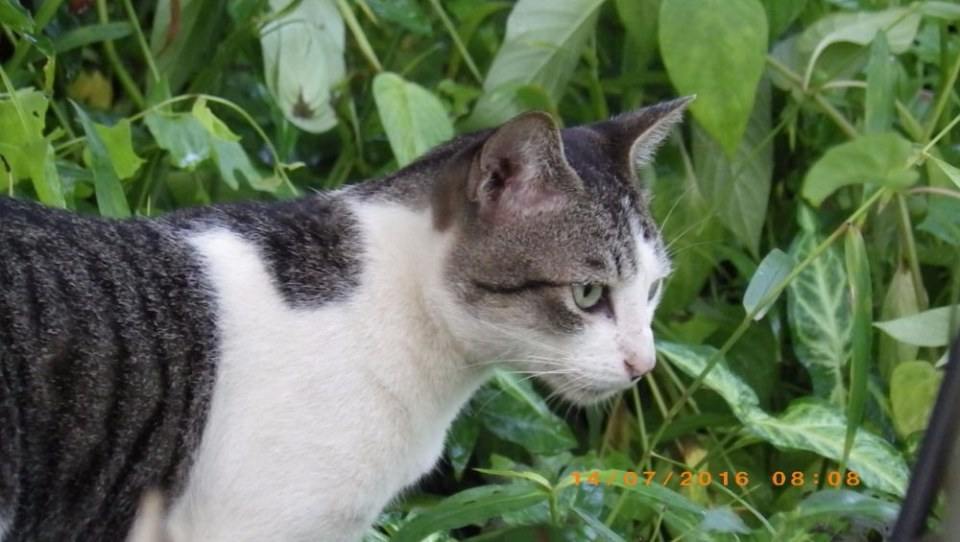 แมวไทย Cat in Thailand