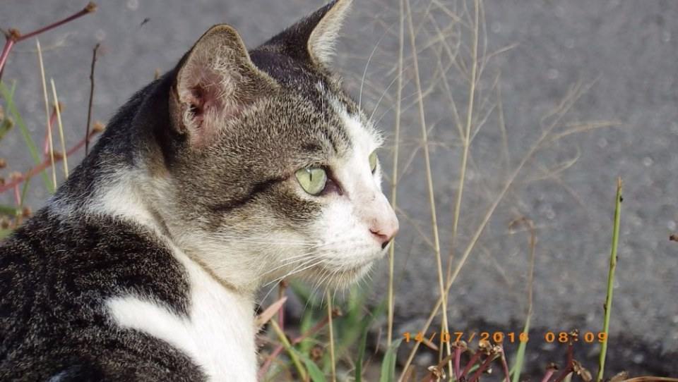 แมวไทย Cat in Thailand