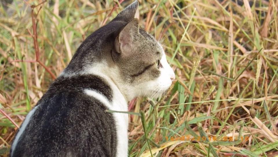 แมวไทย Cat in Thailand